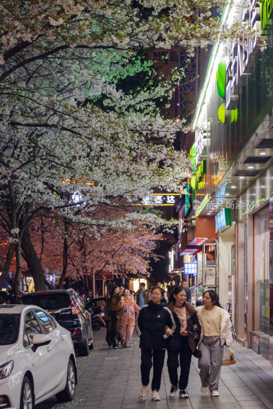 湖南常德府坪街春季樱花街道夜景