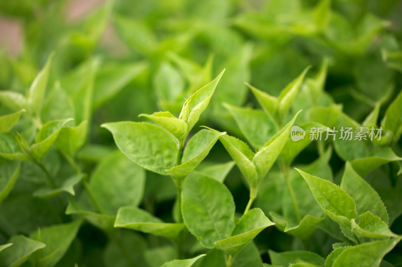 旺盛的绿植特写碧绿的叶子