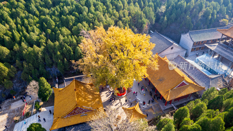 山东济南淌豆寺秋天黄色千年银杏树叶美景