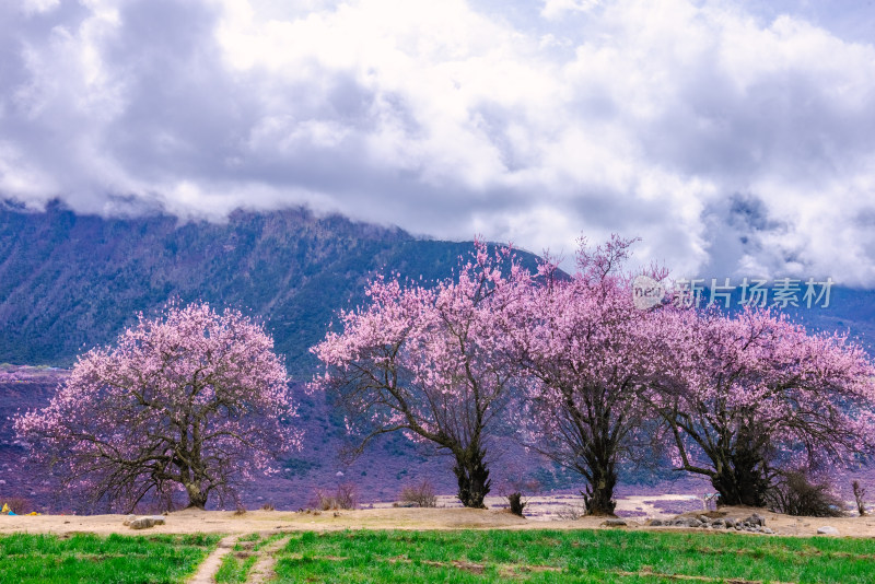 西藏林芝桃花园