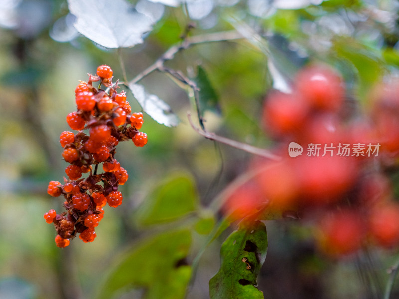 野生草莓