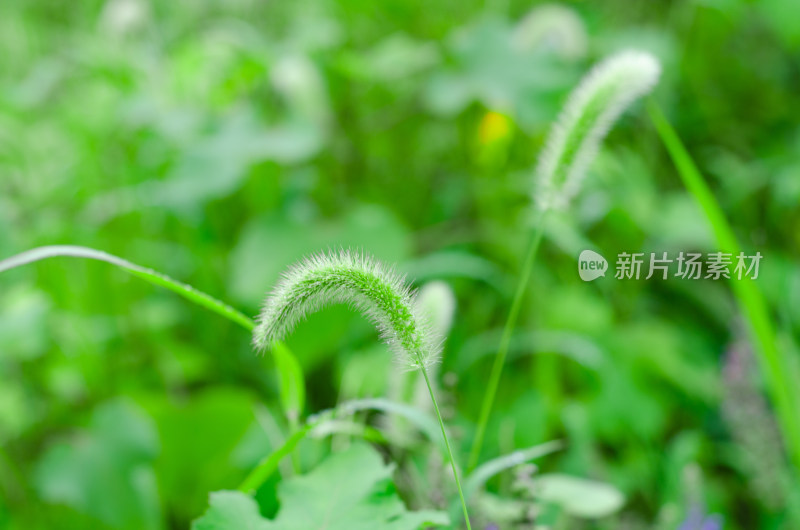 野草堆中狗尾巴草特写