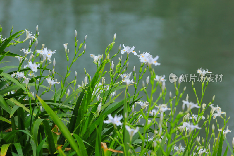 花草植物绿色背景