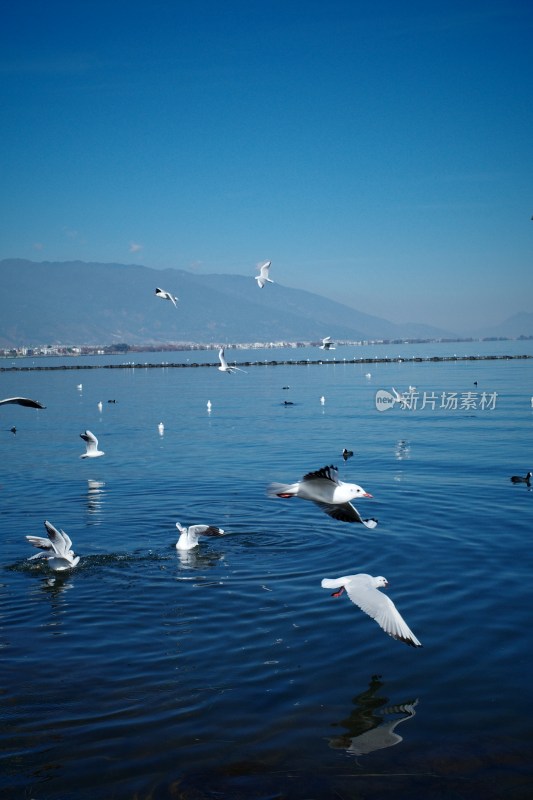 洱海上飞翔与浮游的西伯利亚海鸥