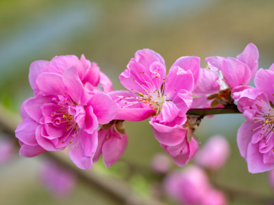 春天的桃花开花特写