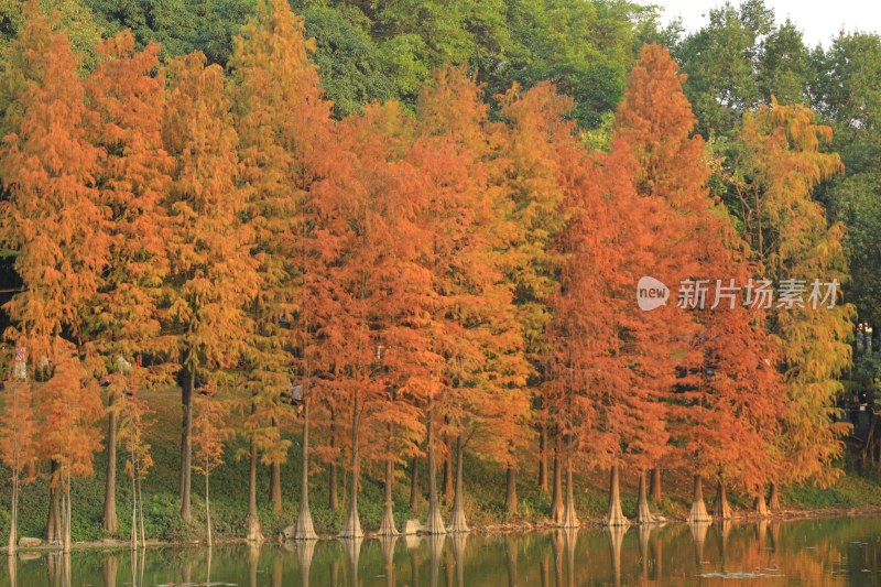 湖边秋色水杉林风景