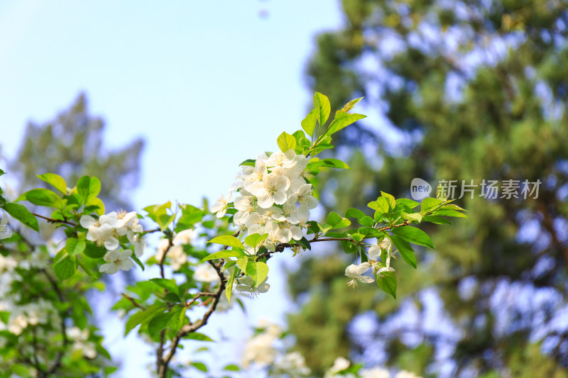 春日梨花特写