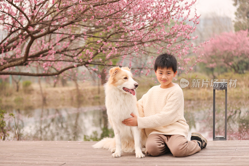 小男孩与边境牧羊犬在梅花树下互动的场景