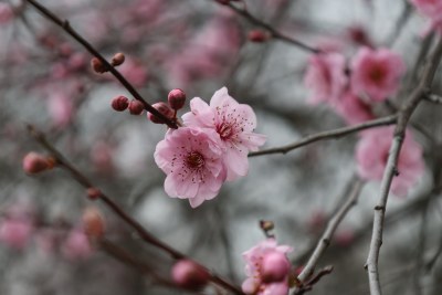 粉色梅花特写