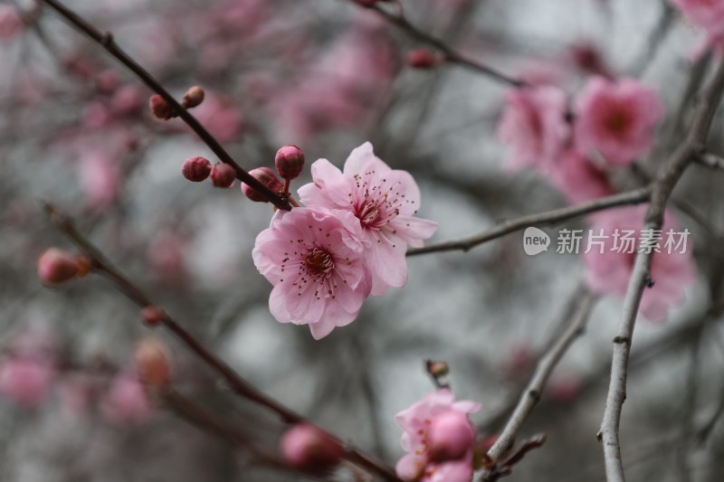 粉色梅花特写