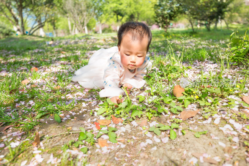 春天开满鲜花 花瓣满地 户外赏花幼儿宝宝