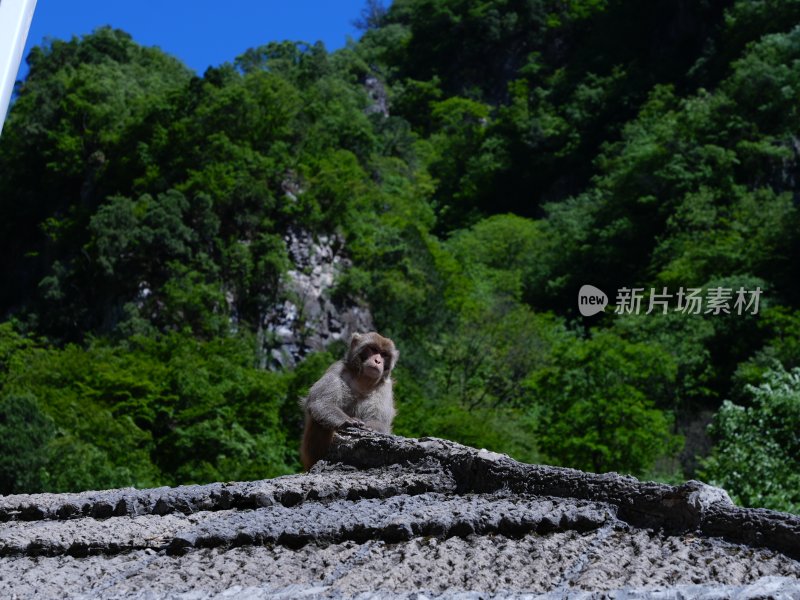 山西阳城 蟒河