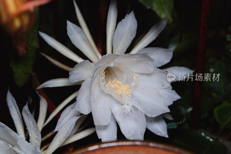 雨夜昙花开放特写镜头