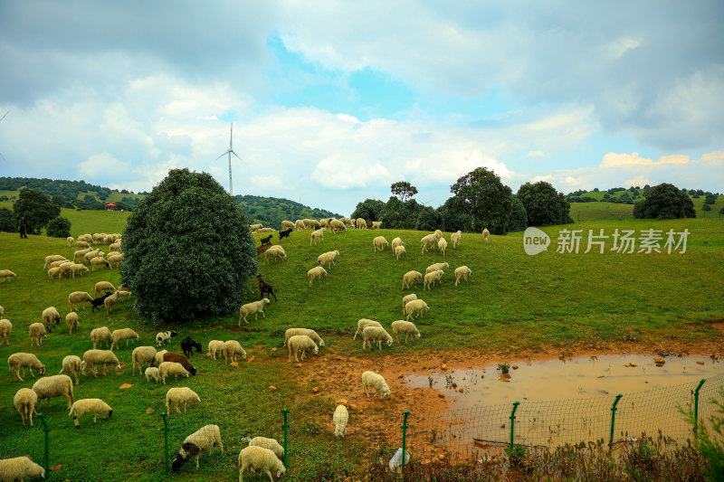 草原牧羊场景