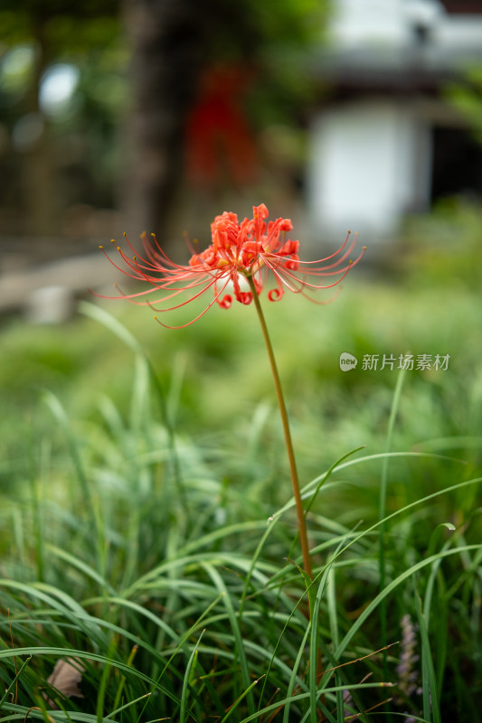 上海青浦朱家角古镇课植园彼岸花