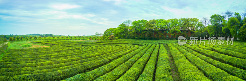 茶园茶山