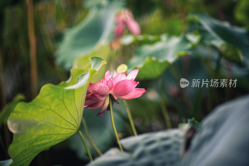 夏天雨后的荷花挂满水珠