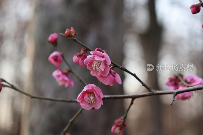 粉色梅花特写