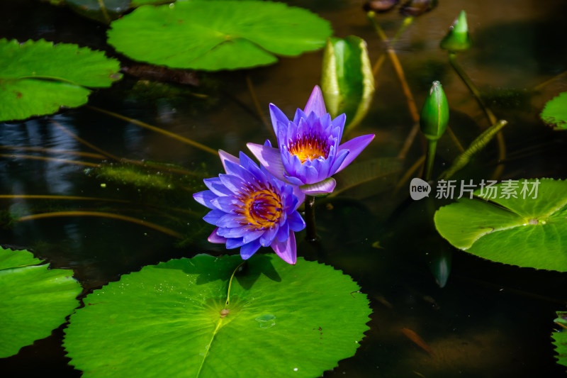 洪湖公园的睡莲花