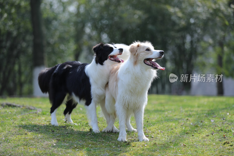 两只在公园里玩球的边境牧羊犬