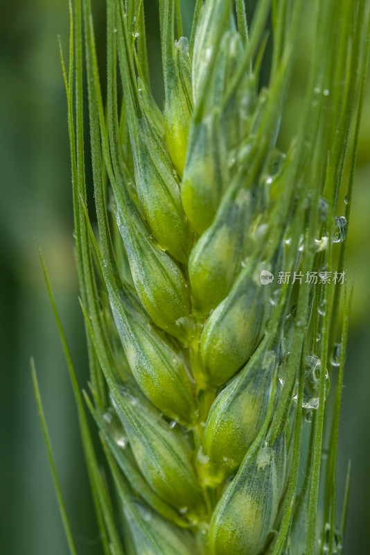 小麦开花麦穗麦子粮食丰收希望谷雨小满