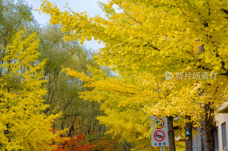 洛阳白云山风景区，秋季银杏树灿烂金黄