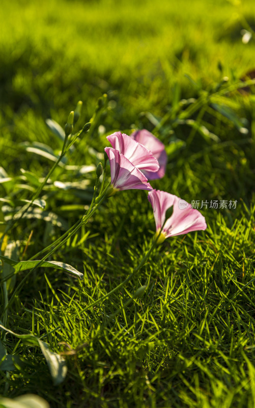 花花草草牵牛花