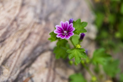 蔬菜园花花草草