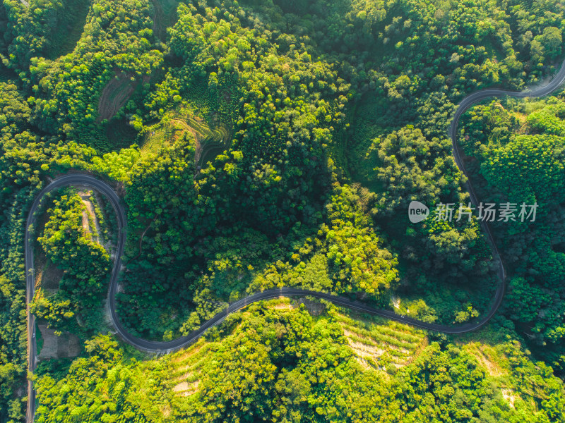 蜿蜒公路穿越茂盛丛林的鸟瞰图