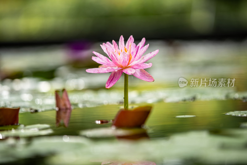 植物园睡莲特写