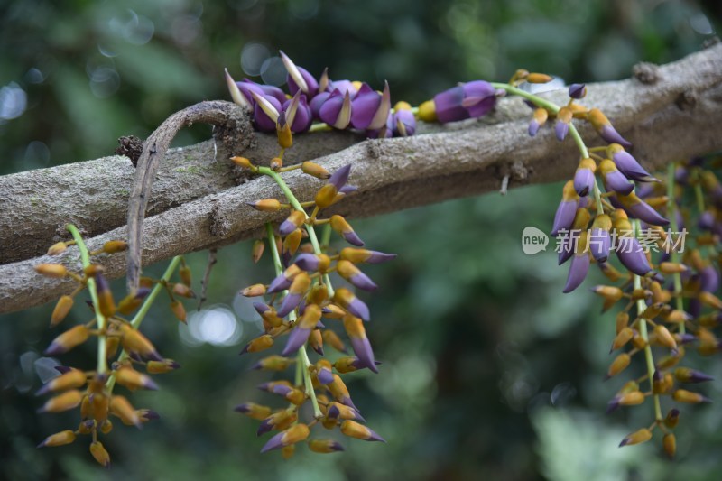 广东省东莞市大王山森林公园紫色禾雀花