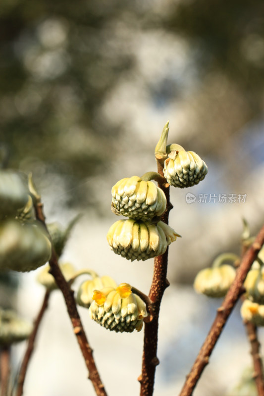 结香花花朵实拍素材