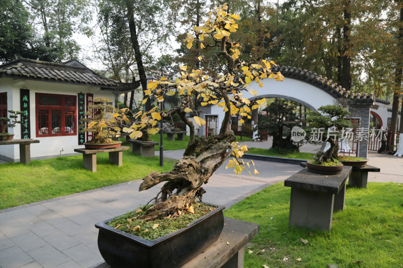 四川成都百花潭公园川派盆景园的盆景