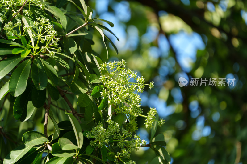 糖胶树枝叶繁茂的绿树及树上的白色小花