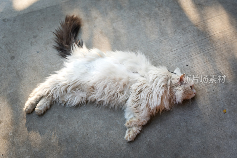 躺在地上的猫长毛猫