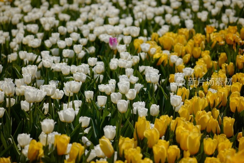 厦门园博苑举行第15届郁金香花展