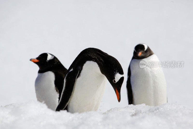 南极巴布亚企鹅（Gentoo Penguin）