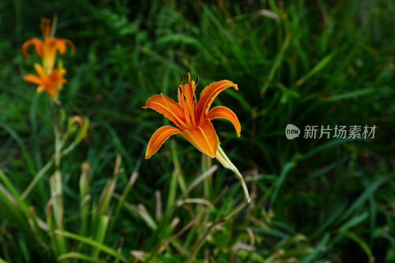 上海街道植物花卉绿色