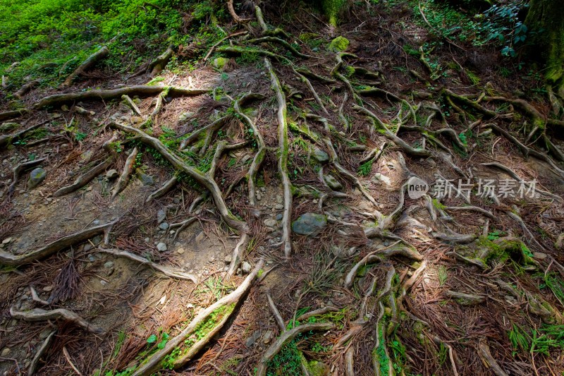 阿里山