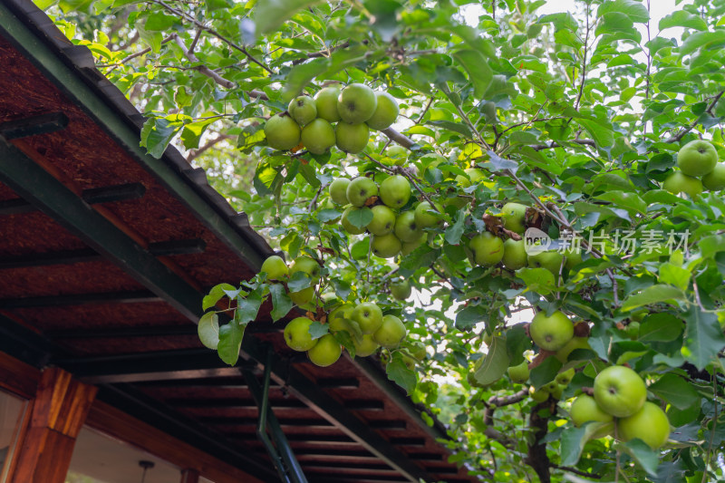 果园树枝上的苹果青苹果
