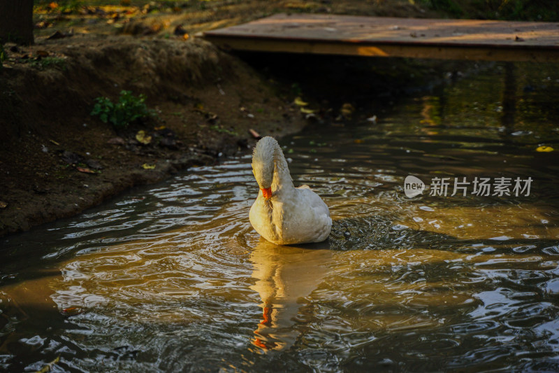 大白鹅在水中洗澡