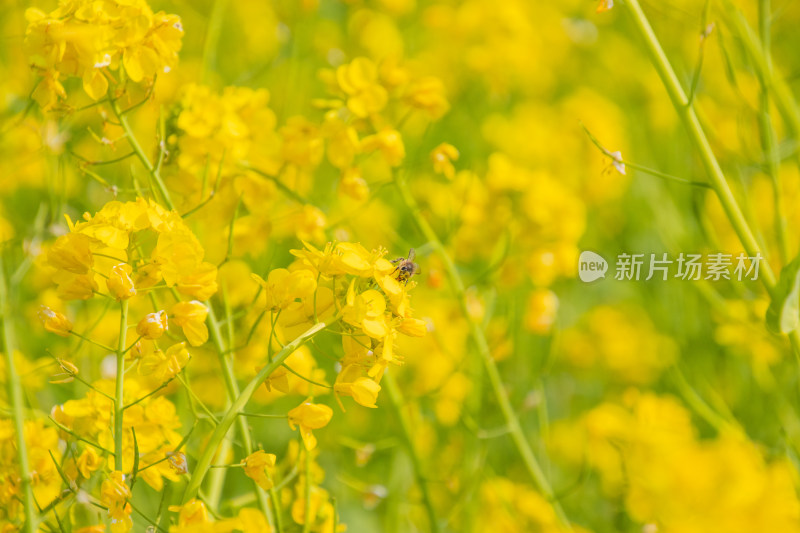 蜜蜂在黄花上授粉的特写镜头