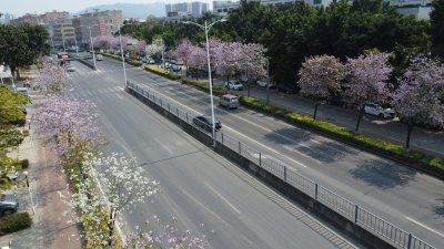 广东东莞：航拍道路旁种植的宫粉紫荆