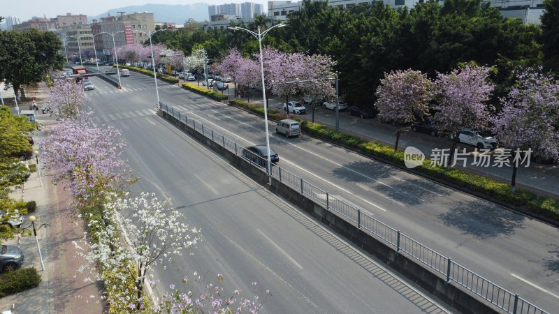 广东东莞：航拍道路旁种植的宫粉紫荆