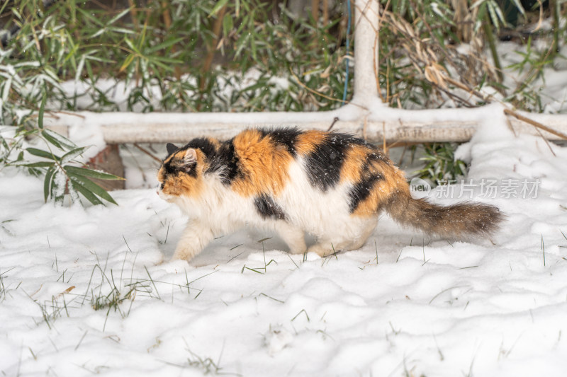 猫在雪天雪地行走前进寒冷冬季