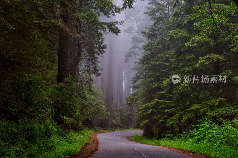 大自然森林树木旅行徒步野营