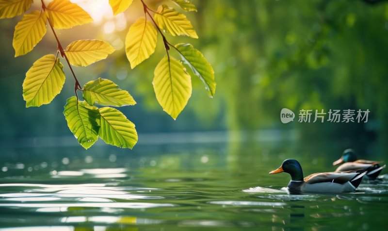 湖边鸭子春江水暖宁静悠闲湖泊背景