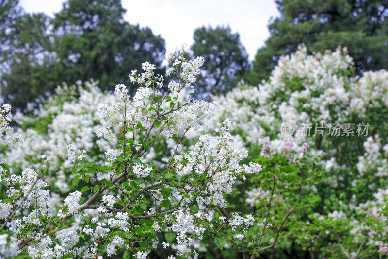 白色丁香花