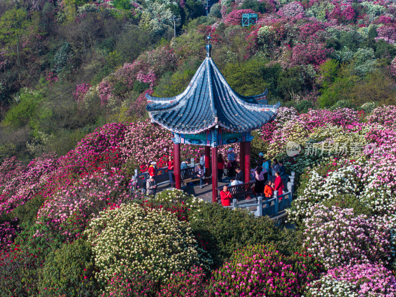 贵州百里杜鹃山间盛开的烂漫杜鹃花