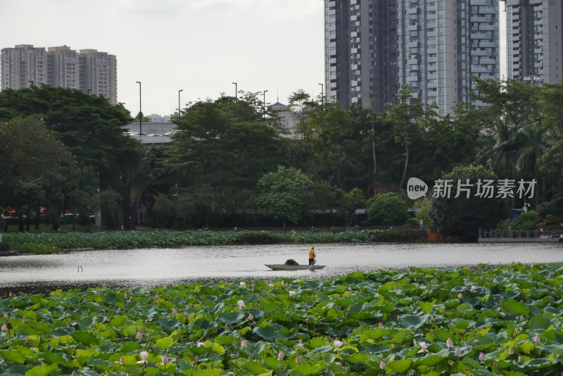 荷塘中的船